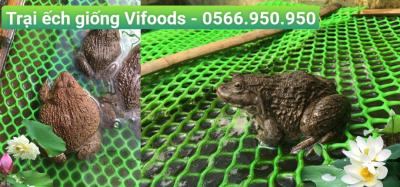 Các cơ hội hợp tác, đầu tư, hỗ trợ vốn cho người nuôi ếch