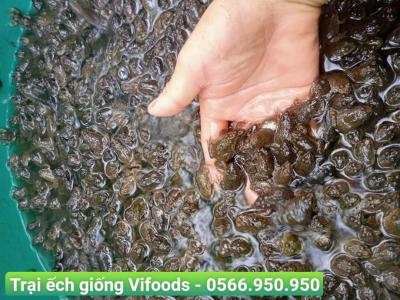 Các mô hình nuôi ếch, lợi ích và nhược điểm của từng mô hình