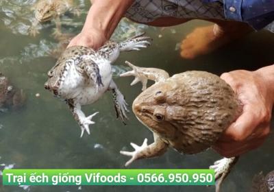 Cung cấp ếch bố mẹ giao tận nơi