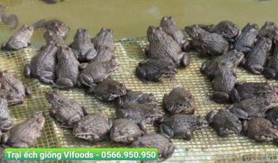 Cung cấp ếch con giao tận nơi - Nhanh chóng, tiện lợi, đảm bảo chất lượng