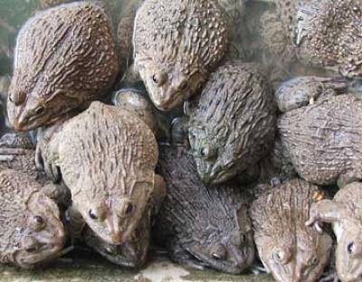 Ếch giống giá rẻ, thông tin địa chỉ bán giống tốt nhất tại đây 2024