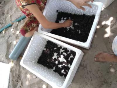 Ếch giống mua ở đâu