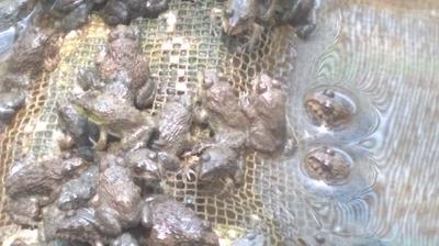 Ếch giống Thái Lan dễ nuôi mau lớn mua ở tại Ninh Bình