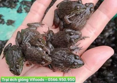 Khởi nghiệp từ mô hình nuôi ếch: Cơ hội và thách thức