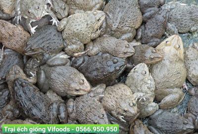 Kỹ Thuật Nuôi Ếch Không Cần Thay Nước