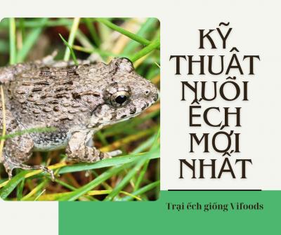 Kỹ thuật nuôi ếch thương phẩm mới nhất
