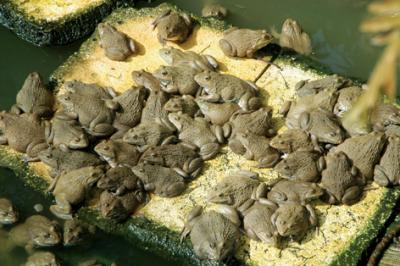 Kỹ thuật nuôi ếch thương phẩm