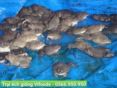 Kỹ thuật nuôi ếch trong vèo