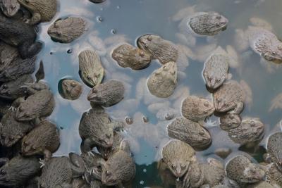 Mô hình nuôi ếch trong bể xi măng