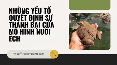 NHỮNG YẾU TỐ QUYẾT ĐỊNH SỰ THÀNH BẠI CỦA MÔ HÌNH NUÔI ẾCH
