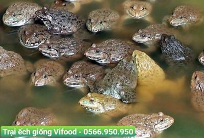 Nuôi ếch kết hợp cá rô phi, lợi nhuận nhân đôi