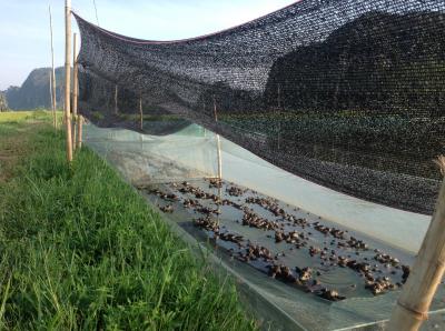 Nuôi ếch trong lồng lưới