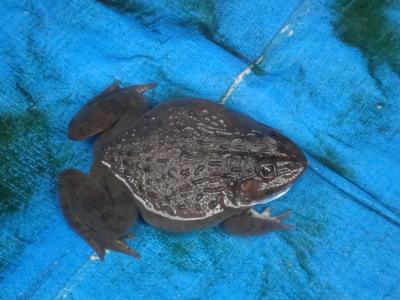 Tài Liệu Kỹ Thuật Nuôi Ếch Công Nghiệp - Phần 1