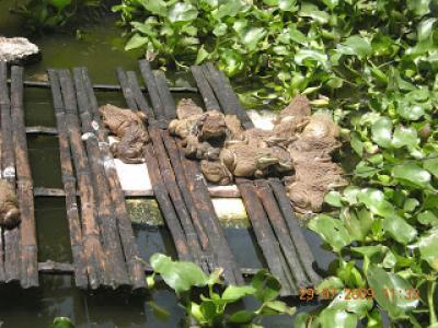 Tài Liệu Kỹ Thuật Nuôi Ếch Công Nghiệp - Phần 3