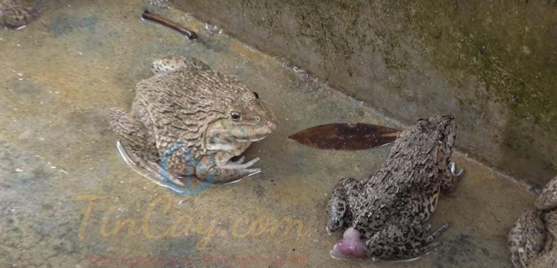 Cách chăm sóc ếch nuôi trong bể xi măng