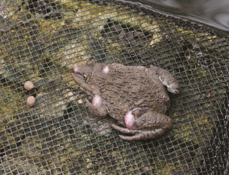 Cách chăm sóc ếch nuôi trong bể xi măng
